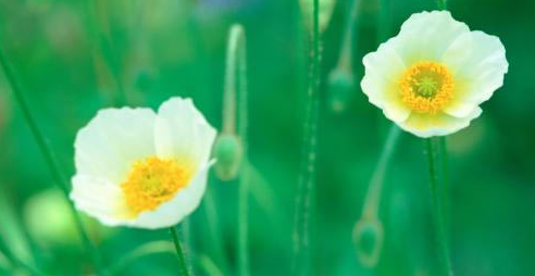 �h�u���̎��Ĺ�������